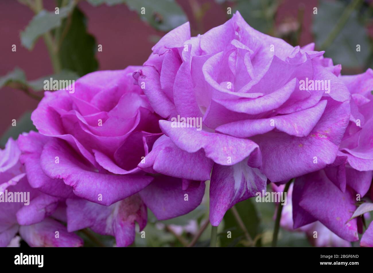 Purple roses in the garden Stock Photo - Alamy