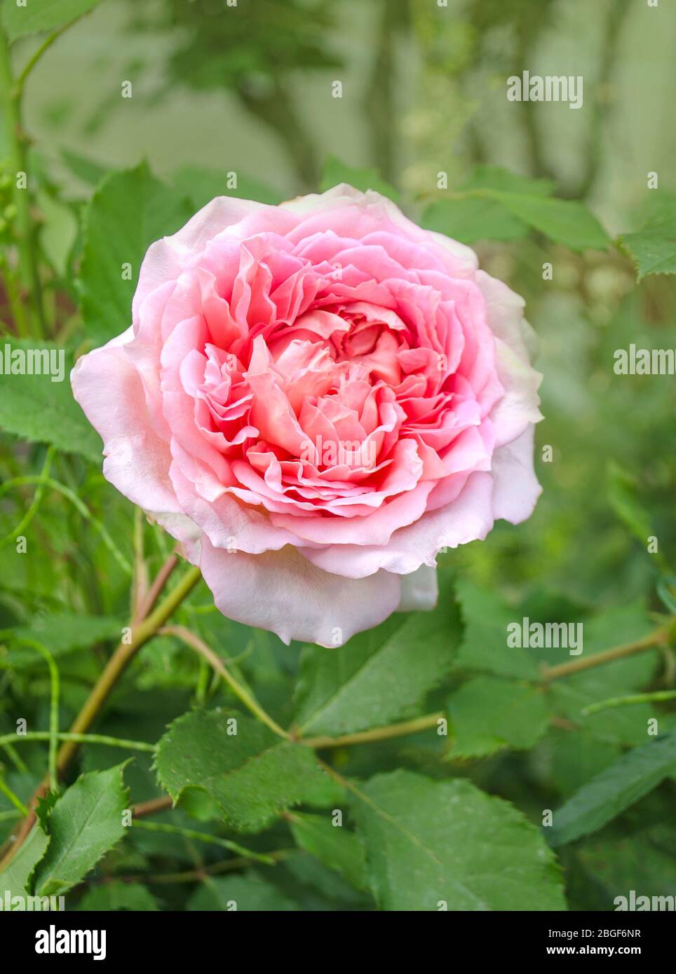 Pink Tea Roses Pastel tea rose bouquet hi-res stock photography and images - Alamy