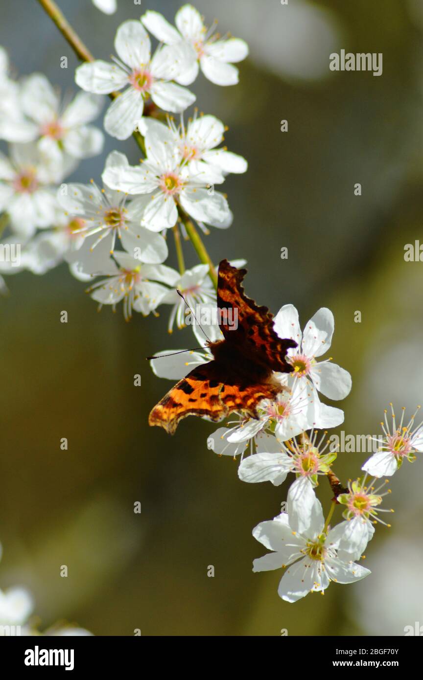 Pretty orange comma butterfly basking on a white cherry blossom in springtime England Stock Photo