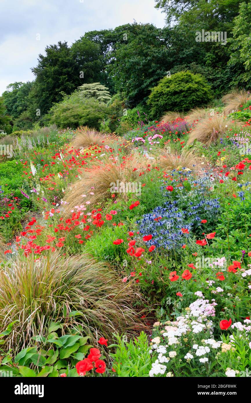 Naturalistic perennial drift planting in the Summer Garden at The Garden House Stock Photo