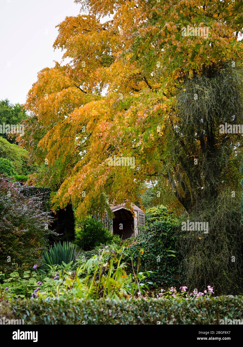 Orange autumn foliage of Cercidophyllum japonicum frames a view to the summerhouse in the Ovals garden at The Garden House Stock Photo