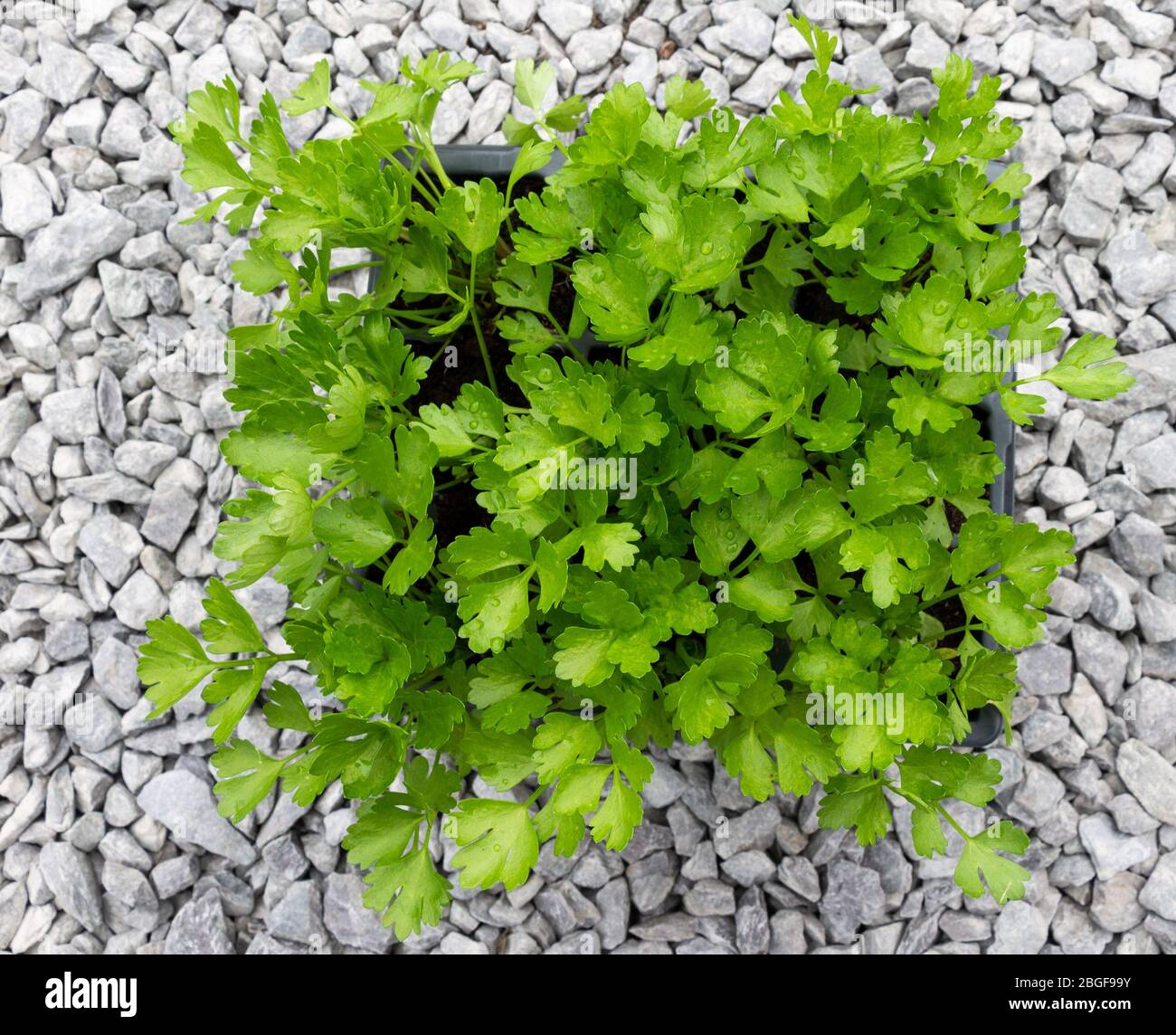 Celery seedlings ready to be planted out Stock Photo Alamy