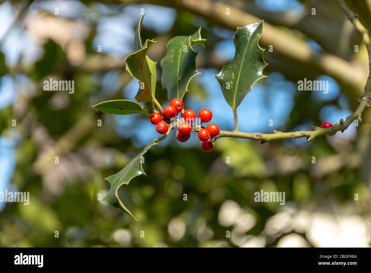 Berry Shapes High Resolution Stock Photography and Images - Alamy