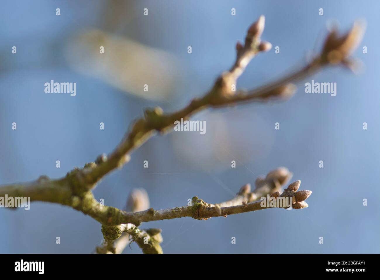 Knospen einer Eiche im Frühling Stock Photo