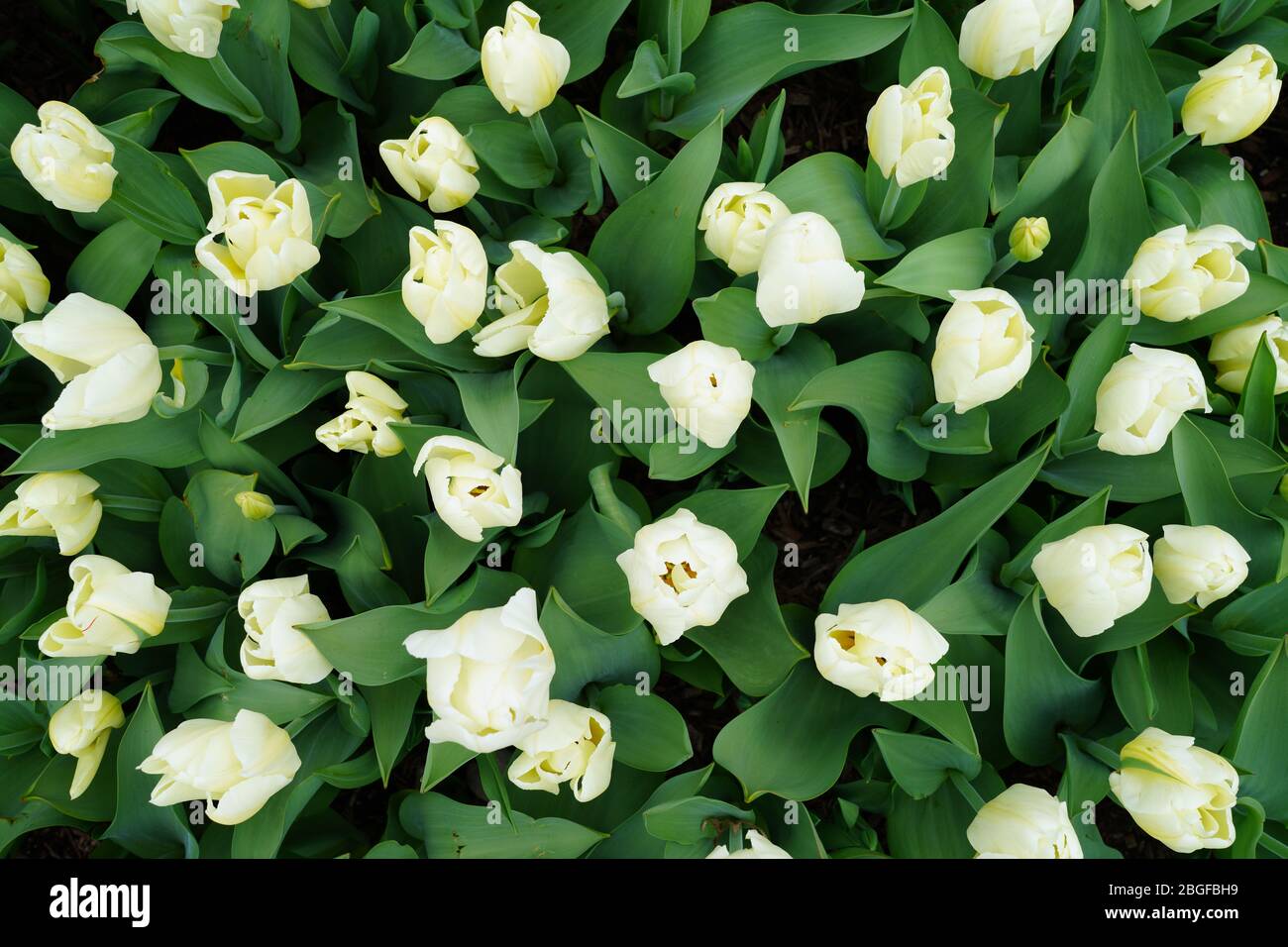 White tulip flowers in the spring garden Stock Photo