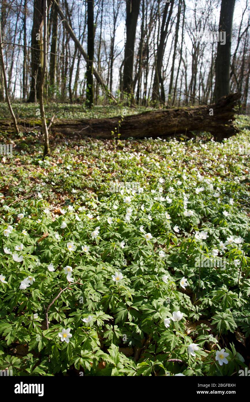 Weisse Windröschen bedecken den Waldboden in einem Laubwald Stock Photo