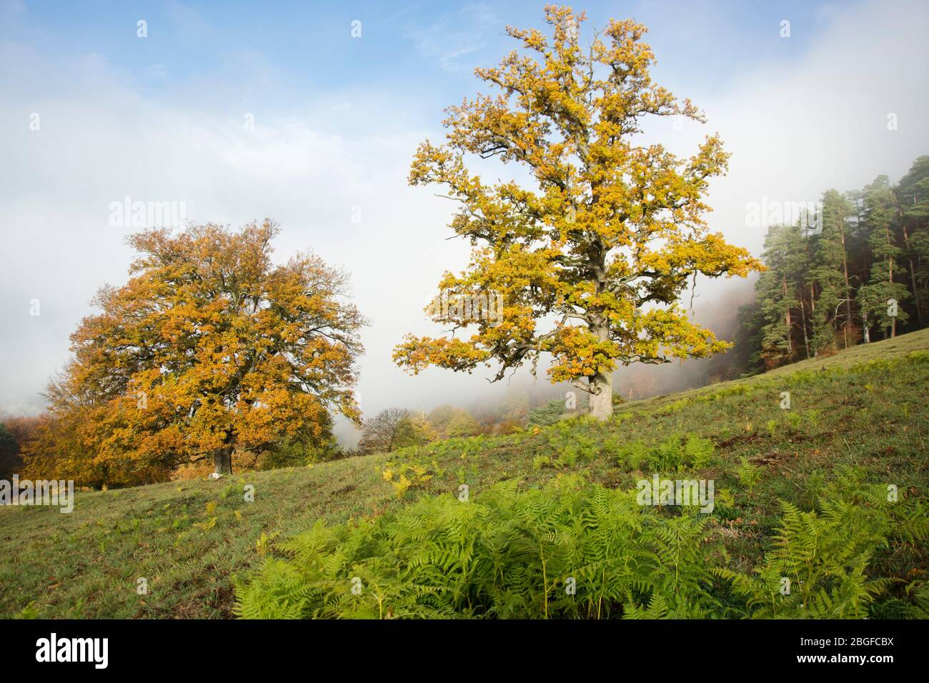 Majestätische Eichen im Herbstkleid auf der Nenzlinger Weide im Kanton  Baselland, Schweiz Stock Photo - Alamy