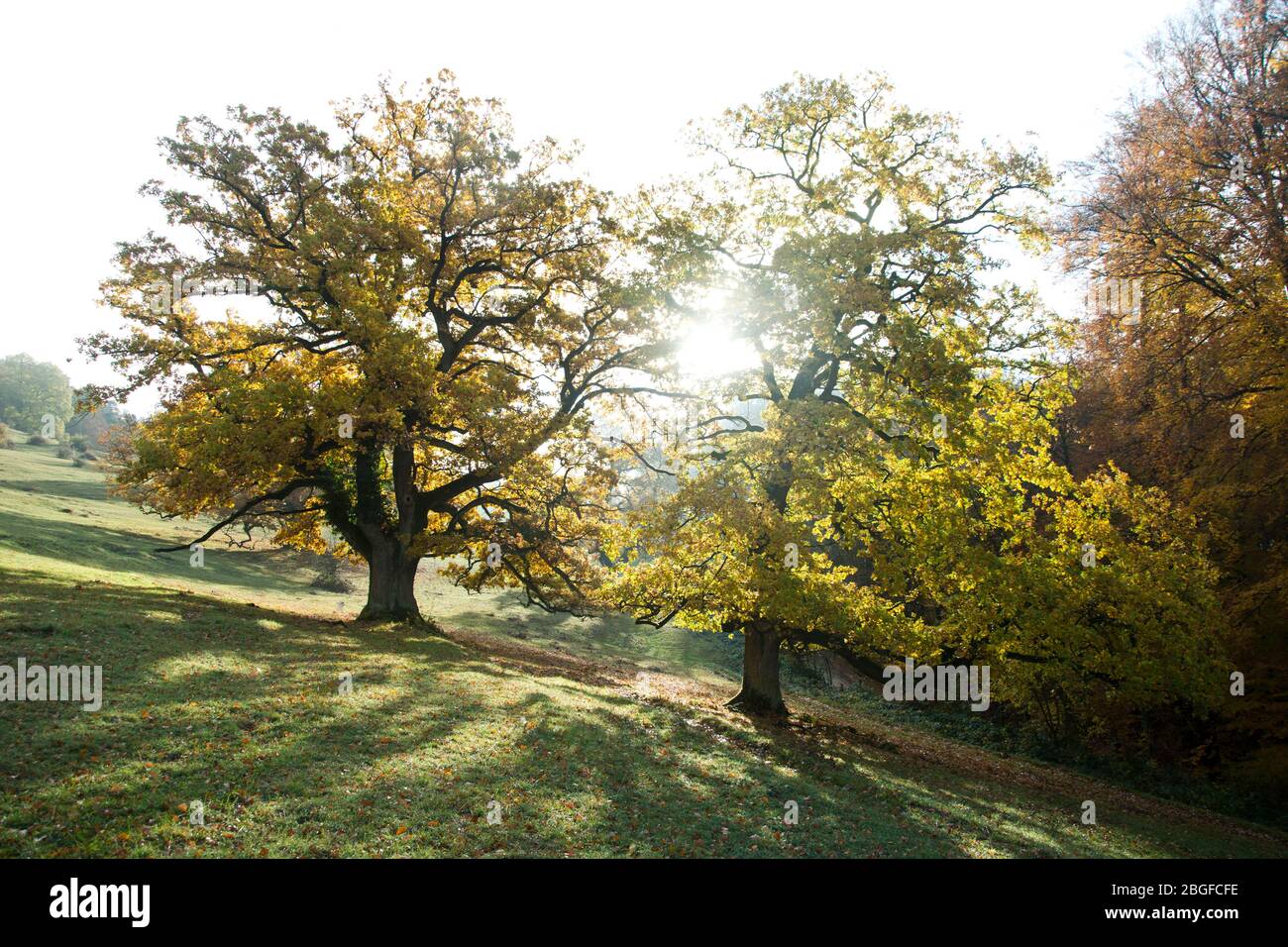 Majestätische Eichen im Herbstkleid auf der Nenzlinger Weide im Kanton  Baselland, Schweiz Stock Photo - Alamy