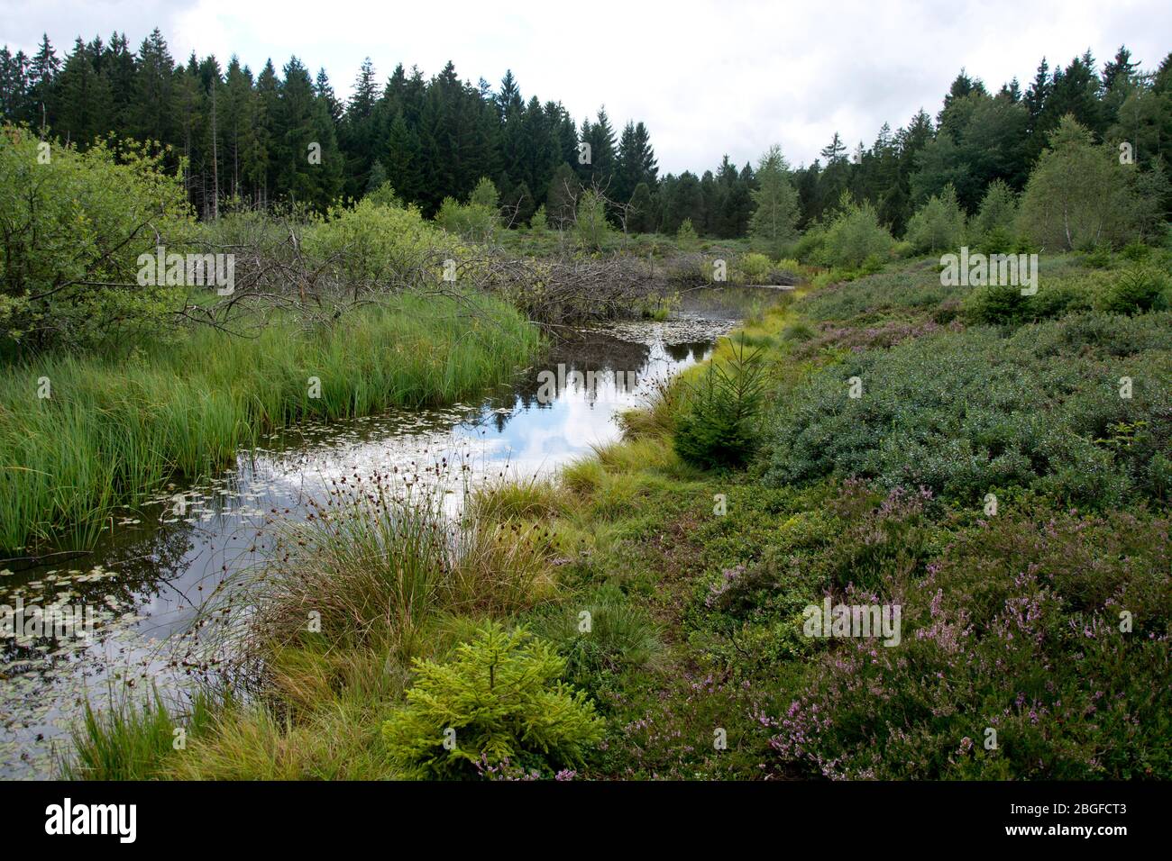 Moor von nationaler Bedeutung im Naturpark Doubs Stock Photo