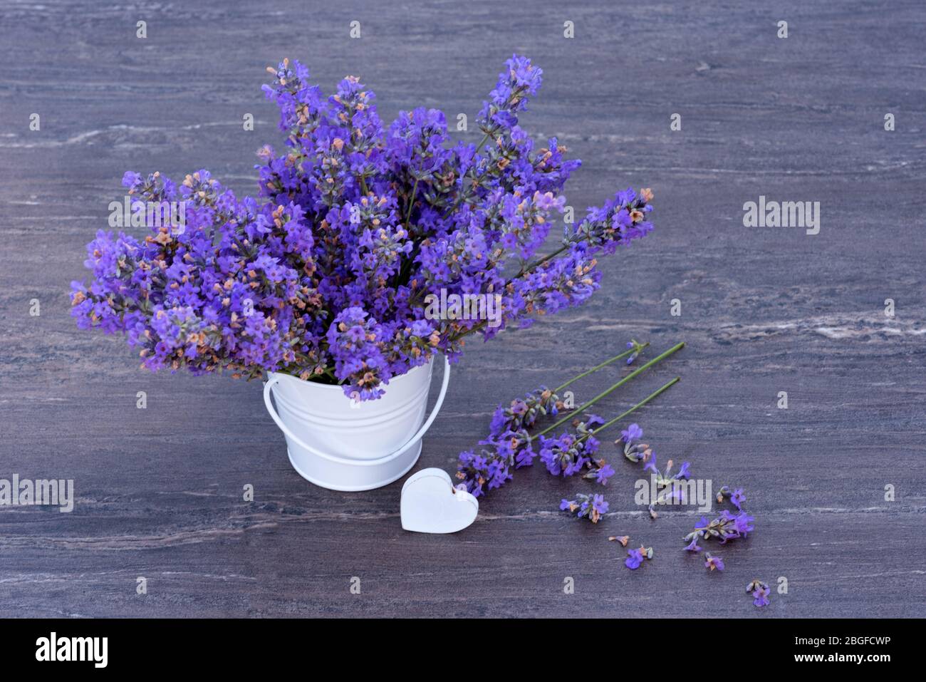 Fresh lavender in a small white bucket and white heart on grey wooden background. Stock Photo