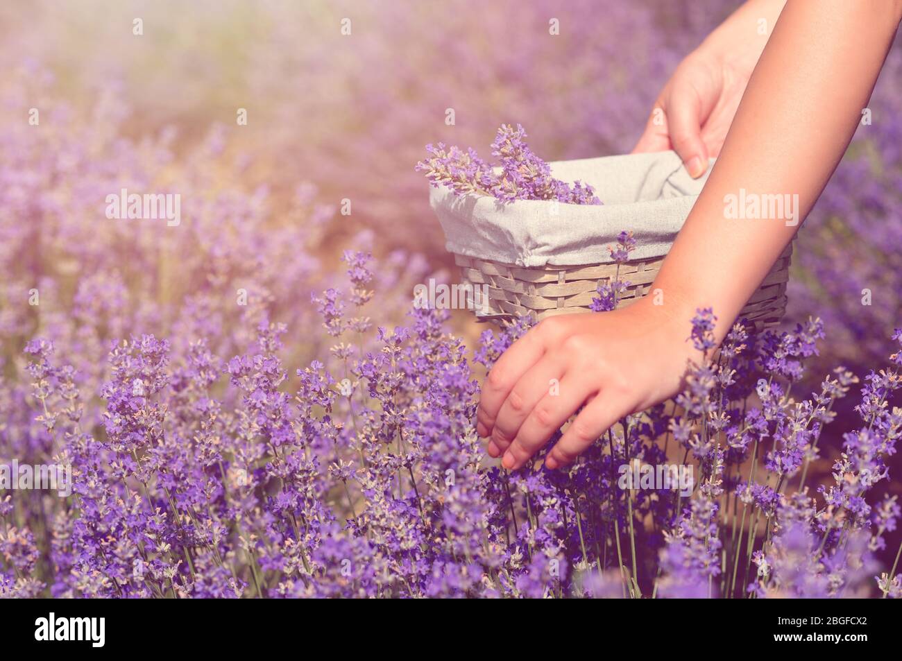 Female hand gather fresh lavender in a wicker basket. Beautiful girl gather fresh lavender in lavender field. Sun, sun haze, glare. Purple tinting. Stock Photo