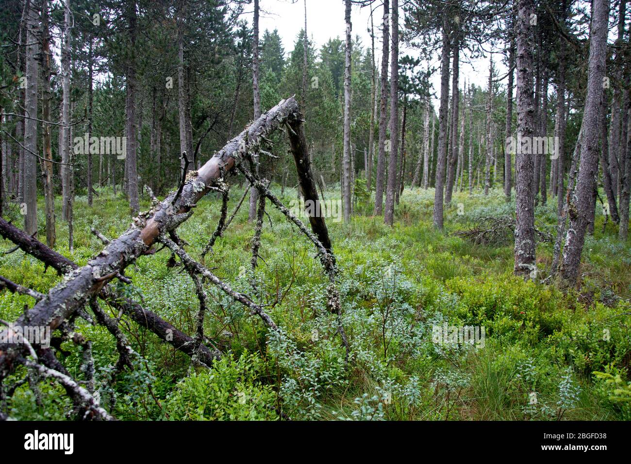 Moor von nationaler Bedeutung im Naturpark Doubs Stock Photo