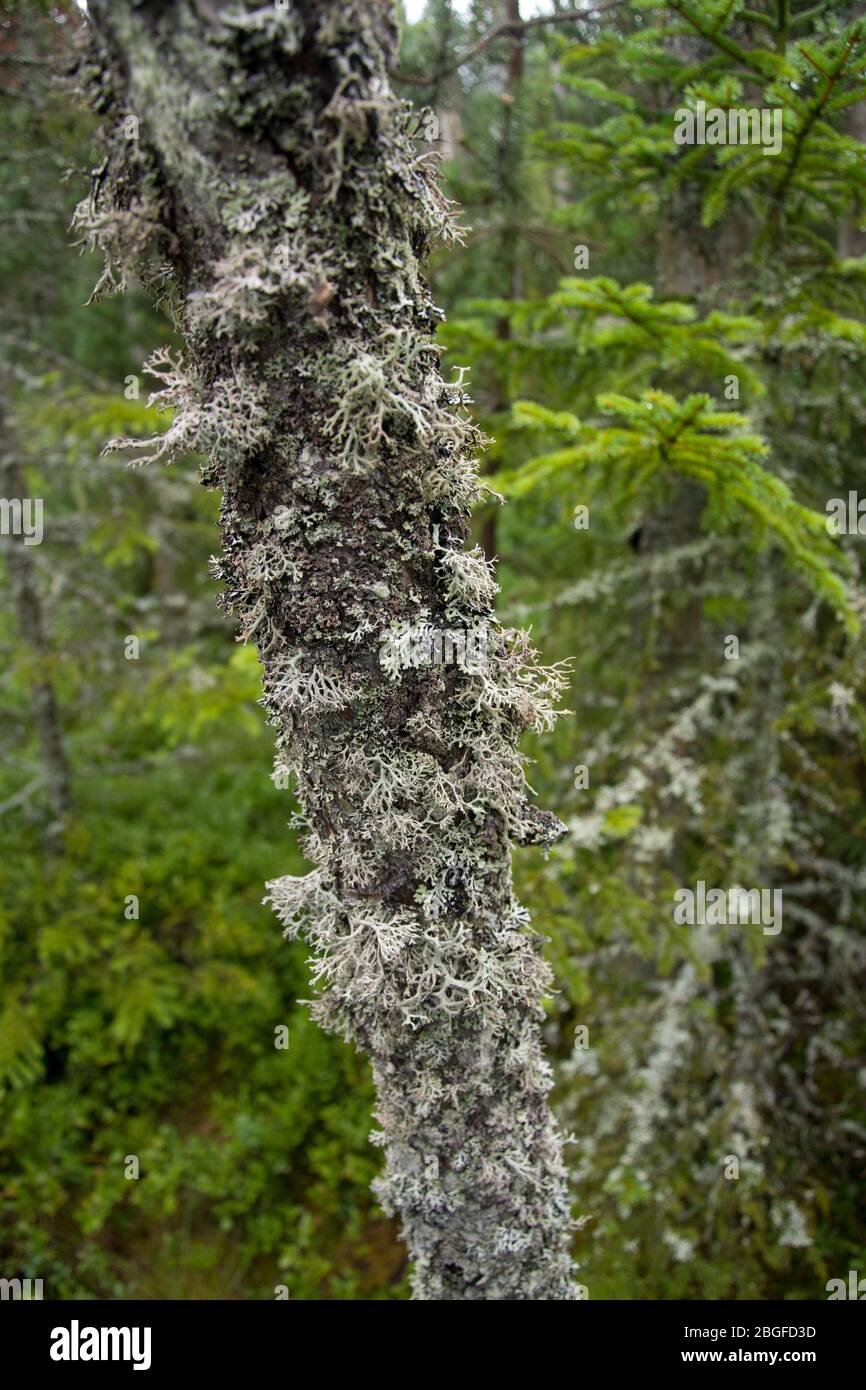 Moor von nationaler Bedeutung im Naturpark Doubs Stock Photo