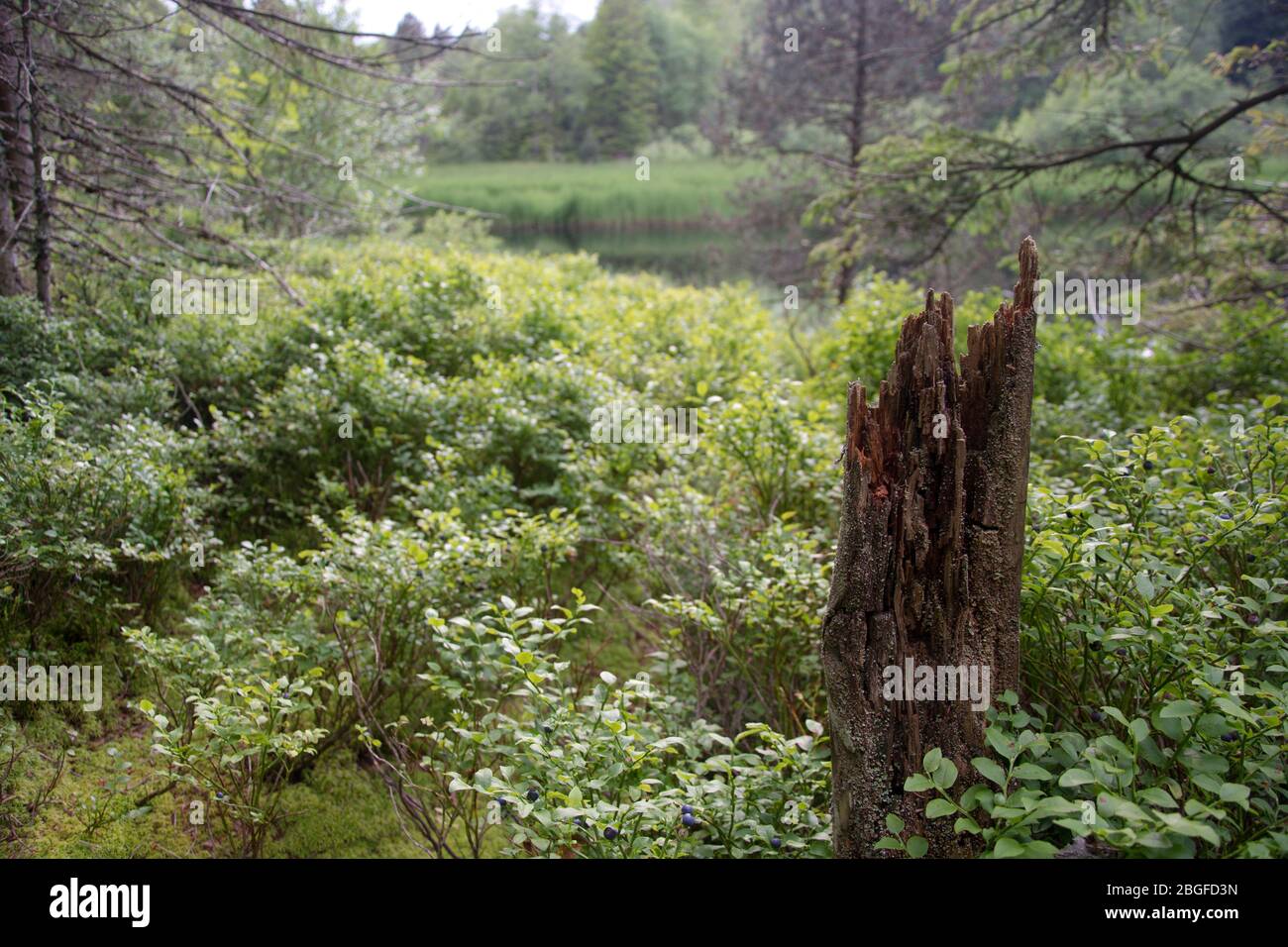 Moor von nationaler Bedeutung im Naturpark Doubs Stock Photo