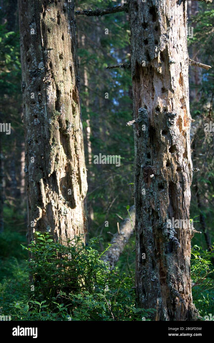 Totholz in einem Moorwald im Naturpark Doubs Stock Photo