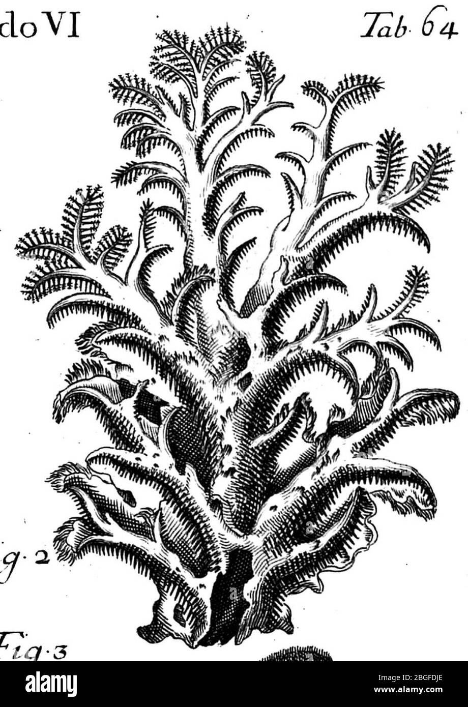 Hericium coralloides (Micheli, 1729). Stock Photo