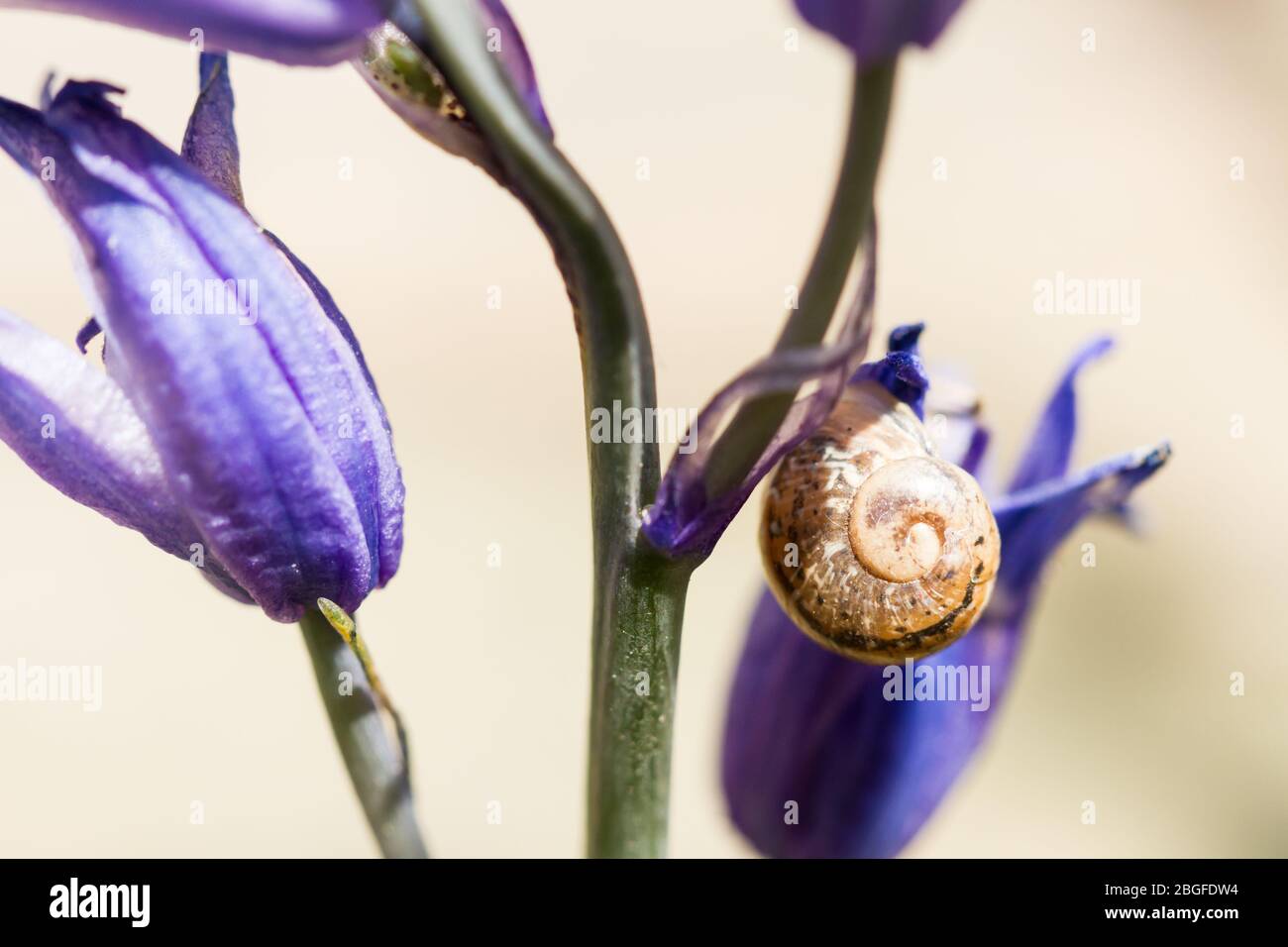 Small snail on a Hyacinthoides hispanica plant, United Kingdom Stock Photo
