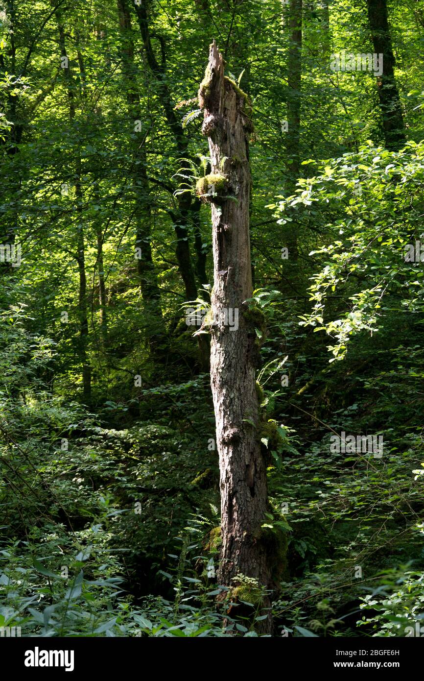 Bewachsenes Totholz im Baselbieter Jura Stock Photo