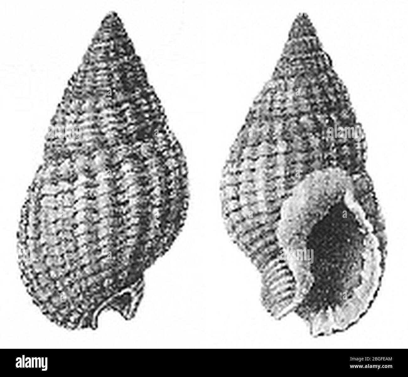Nassarius reticulatus hi-res stock photography and images - Alamy