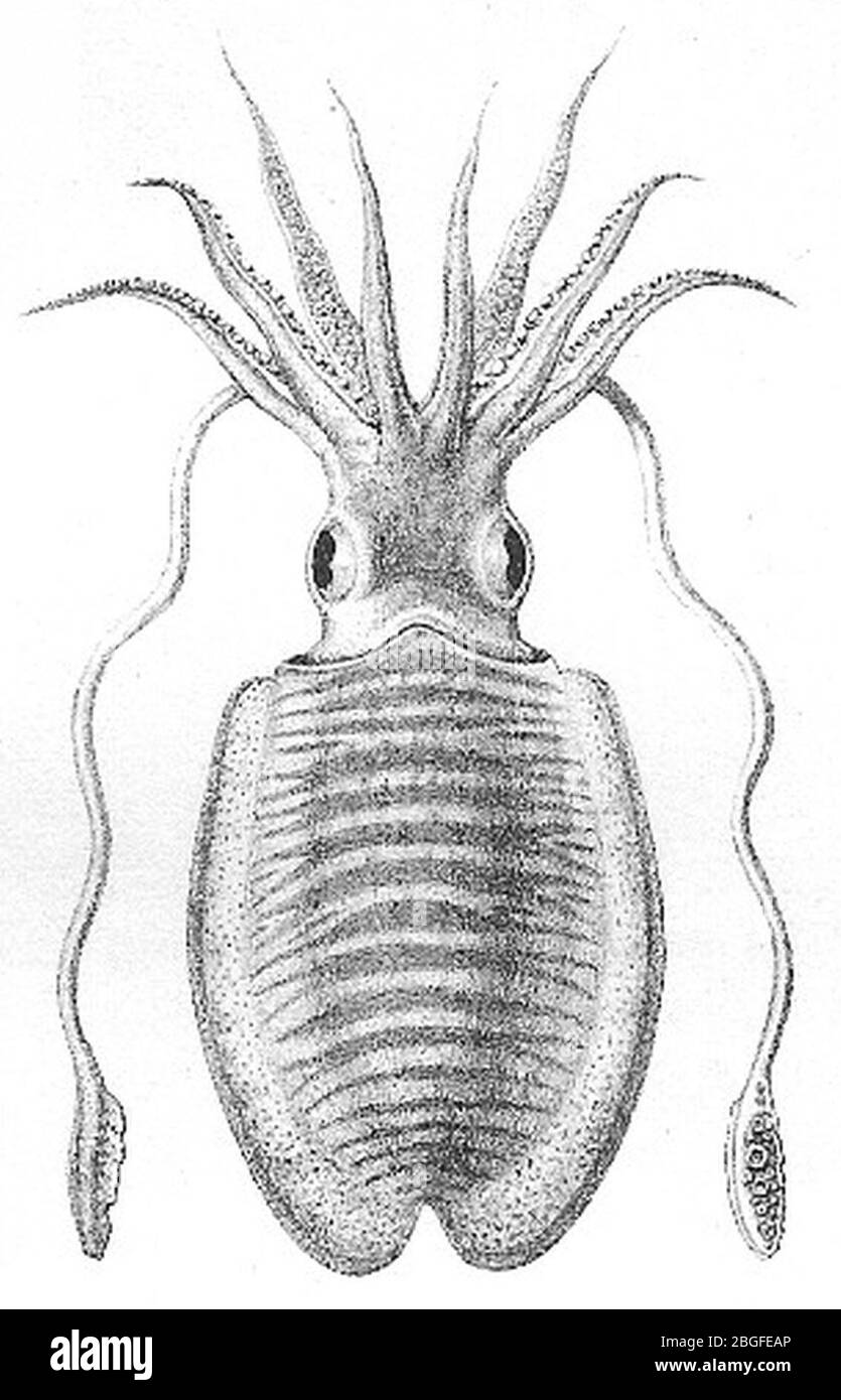 Dissected Sepia Officinalis