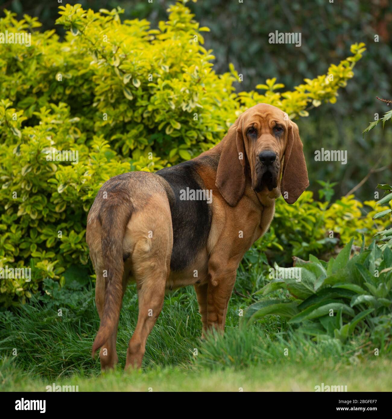 Bloodhound full body hi-res stock photography and images - Alamy