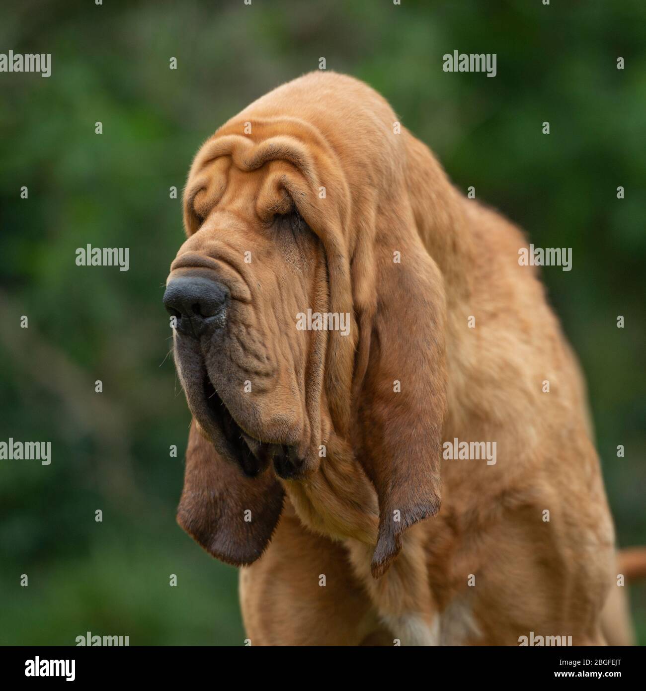 Big wrinkled dog hi-res stock photography and images - Alamy