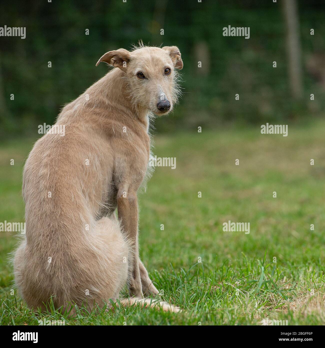 lurcher dog Stock Photo