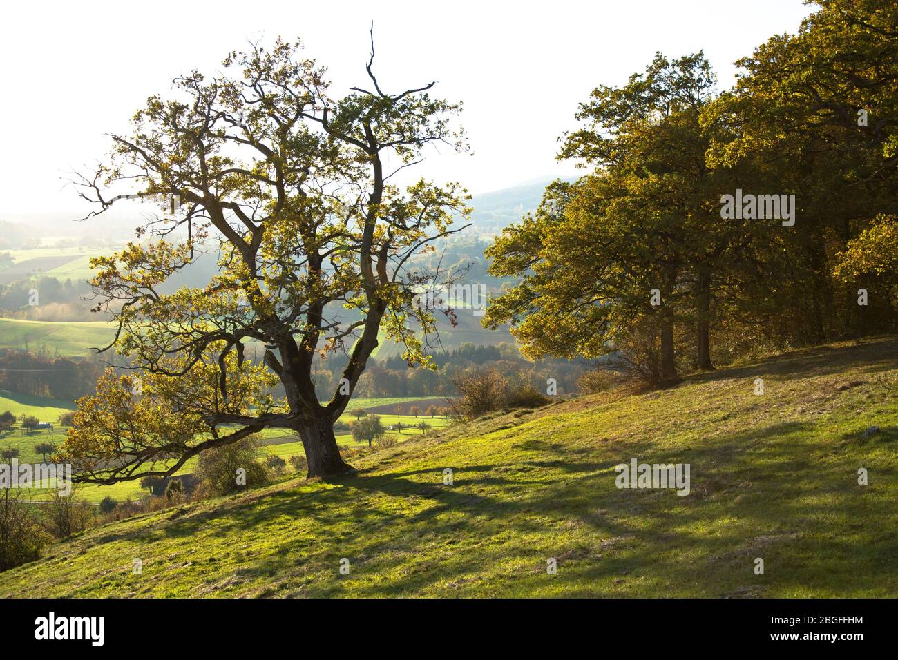 Feldbaum hi-res stock photography and images - Alamy