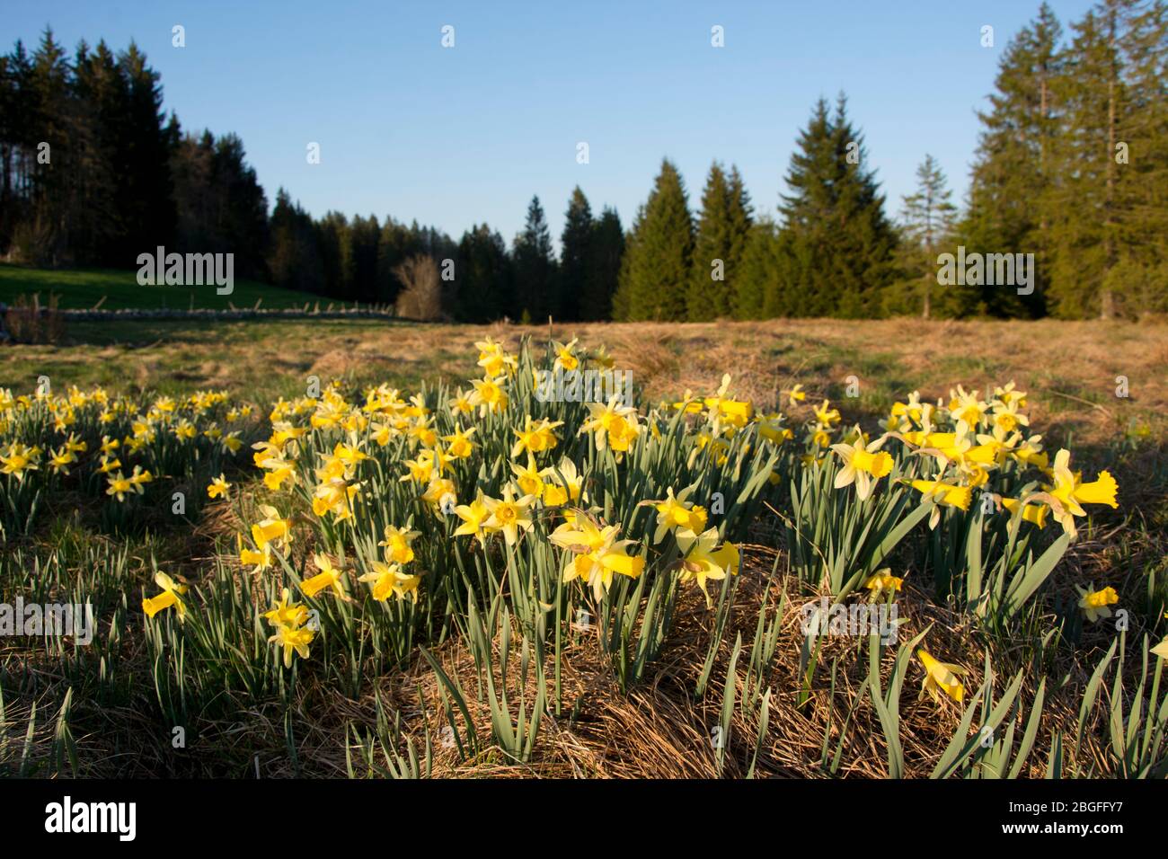 Blühende Gelbe Narzissen in einem Moor von nationaler Bedeutung auf den Freibergen im Schweizer Jura Stock Photo