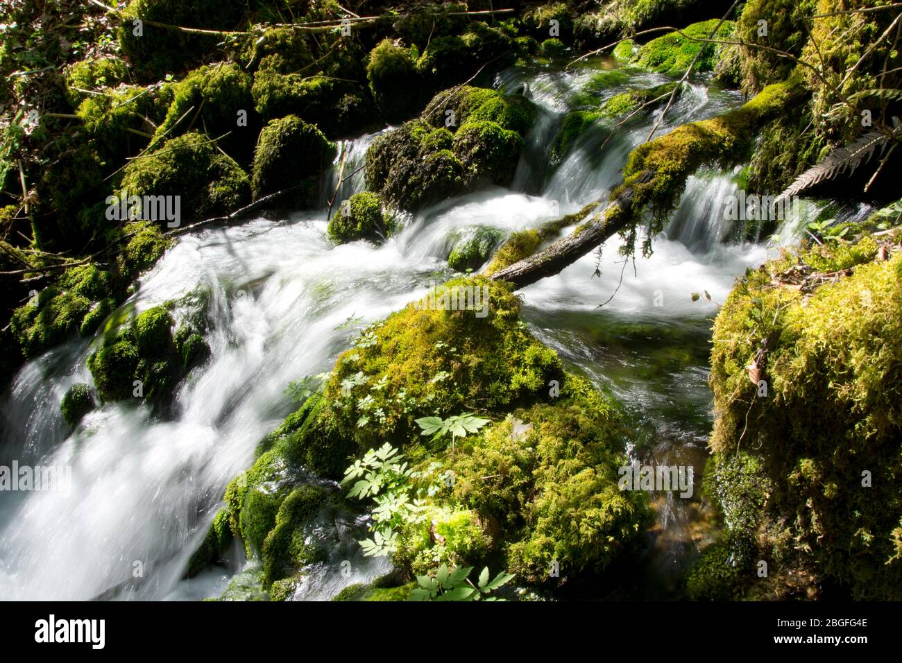 Die Quellen von Blanches Fontaines in der Pichoux-Schlucht im Kanton Jura, Schweiz Stock Photo