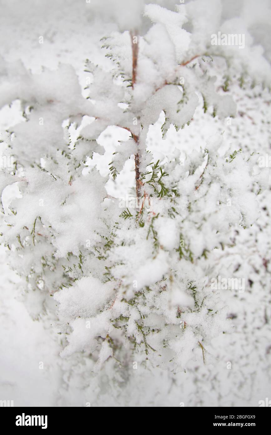 Small cedar tree covered in fluffy snow. Cypress bush in the winter season. Stock Photo