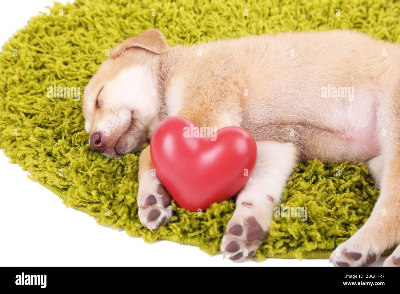 Little cute Golden Retriever puppy with red heart, on green carpet, isolated on white Stock Photo