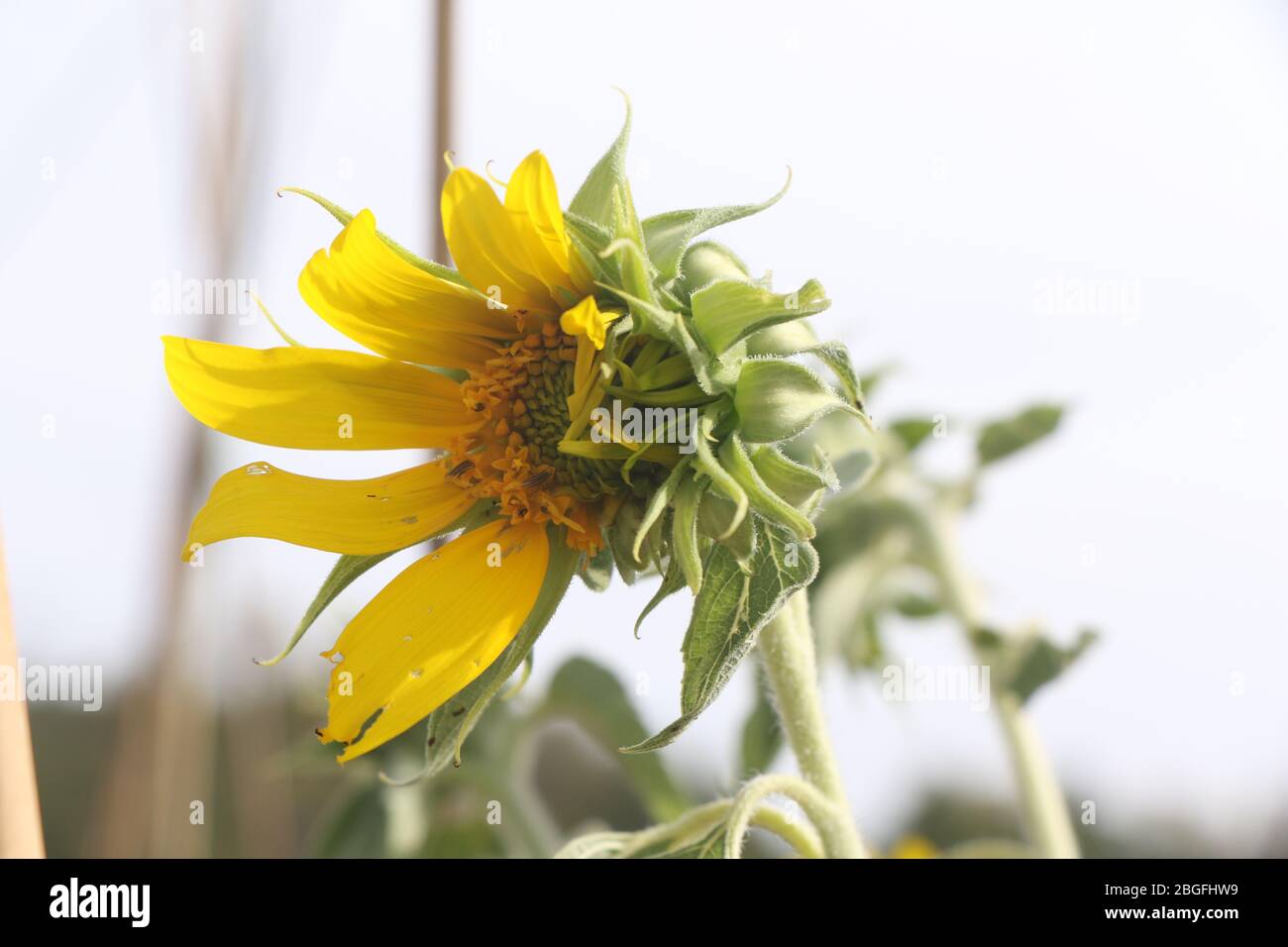 Yellow sunflower halfformed in the sun, beauty does not always mean