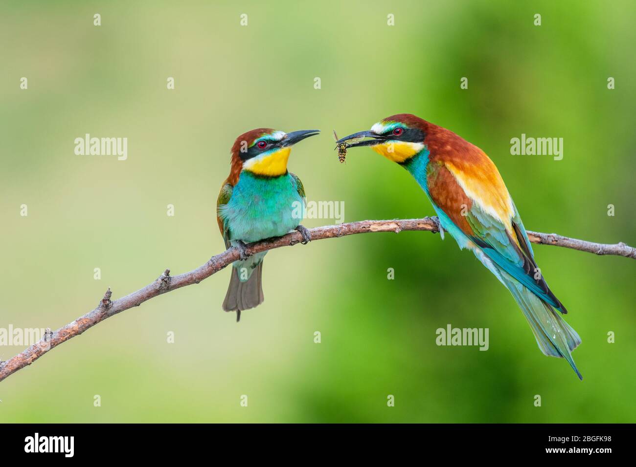 Two bee-eaters perched and passing insect Stock Photo - Alamy