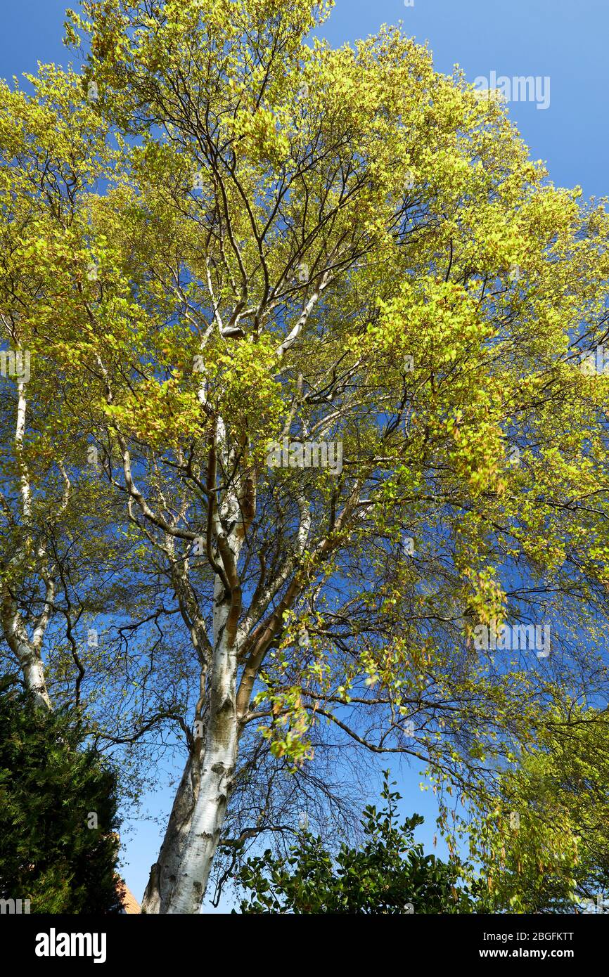 Silver Birch Tree in the Springtime Stock Photo