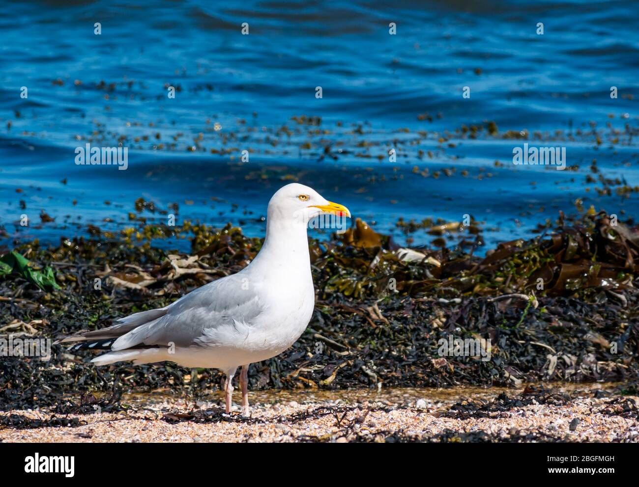 North Berwick, East Lothian, Scotland, United Kingdom. 21st April 2020.  A herring gull (Larus argentatus) on the shoreline of East beach in Milsey bay Stock Photo