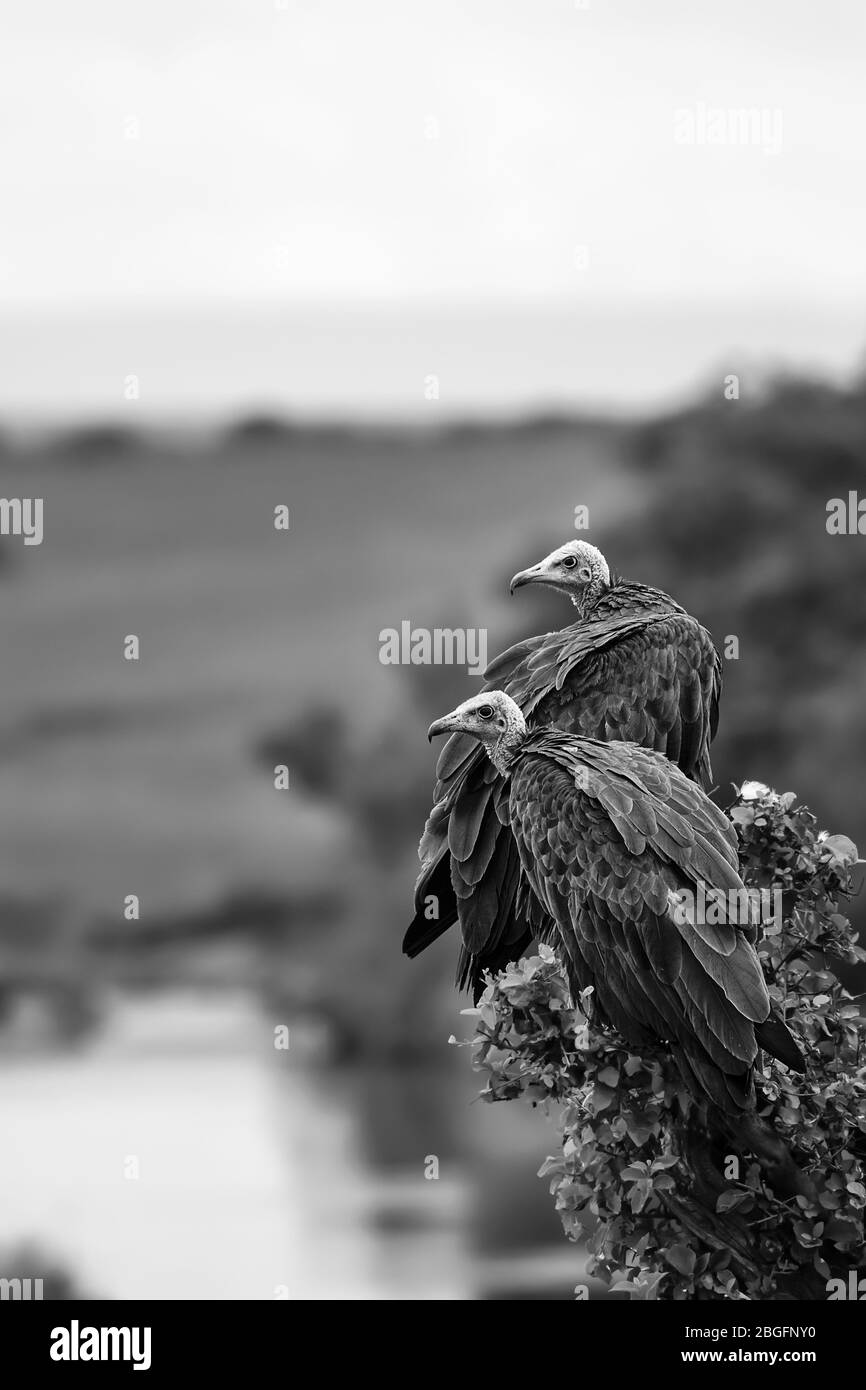 Hooded vultures in black and white, on a tree in Maasai Mara, Kenya Stock Photo