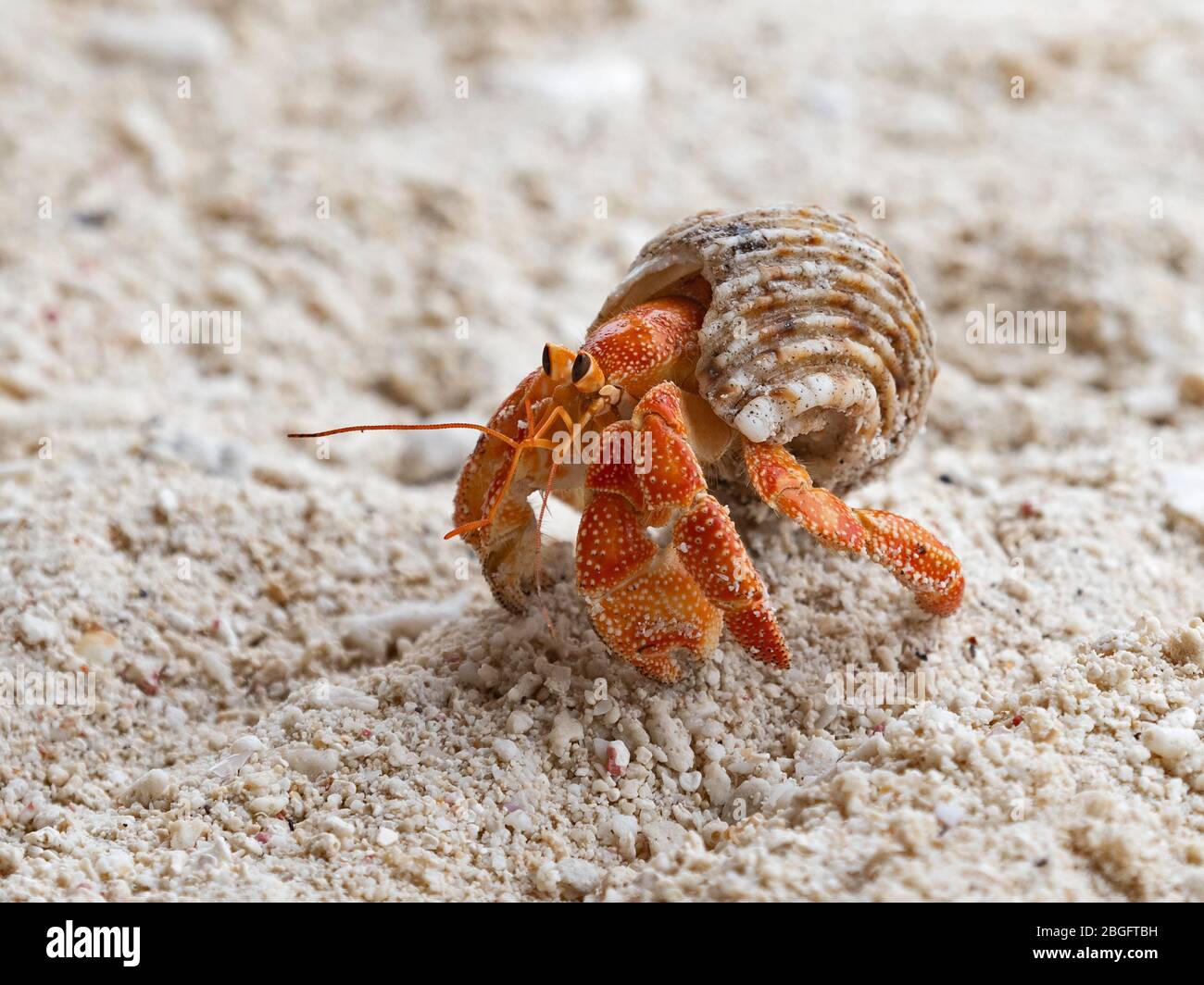 Stawberry Hermit Crab Coenobita perlatus Wizard Island, Cosmoledo Atoll, Seychelles Stock Photo