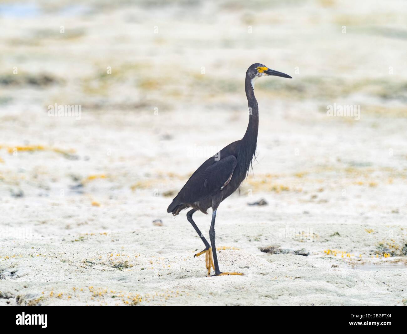 Grey morph Dimorphic Egret (Egretta dimorpha) a subspecies of little ...