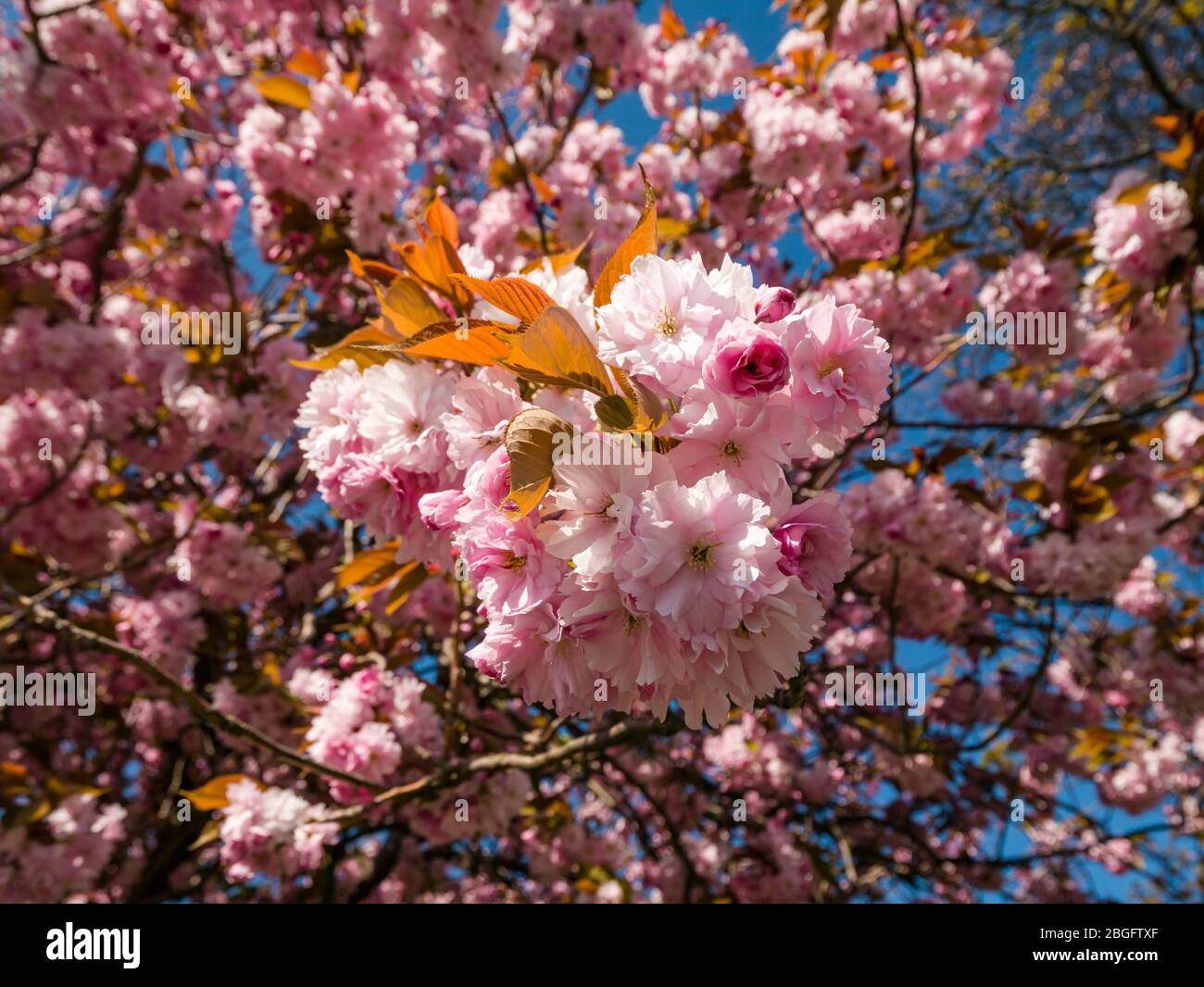 East Lothian, Scotland, United Kingdom, 21st April 2020. UK Weather: a cherry tree in full bloom with pink blossom in bright sunny Spring weather Stock Photo