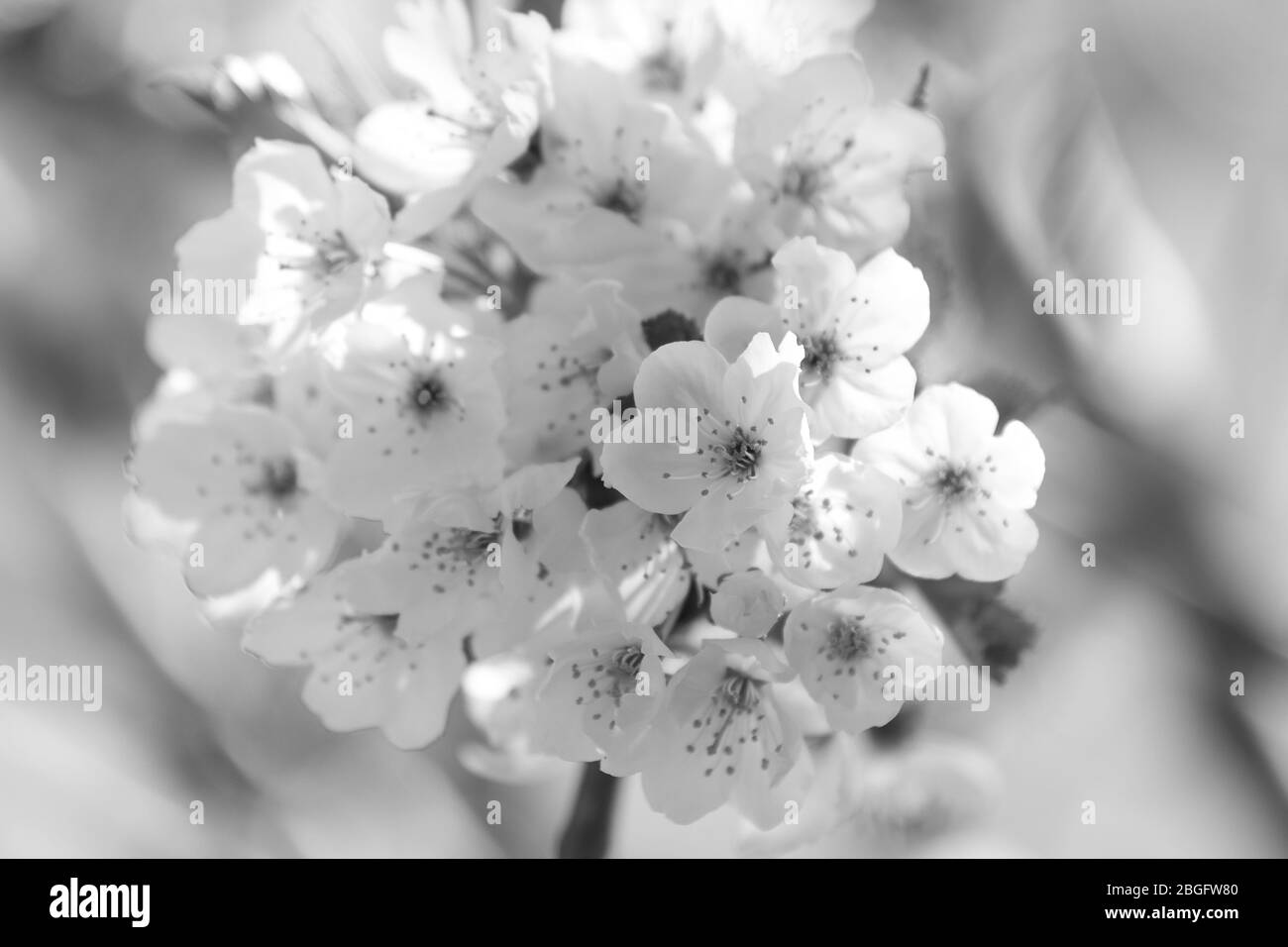 Cherry Blossom In Spring Stock Photo