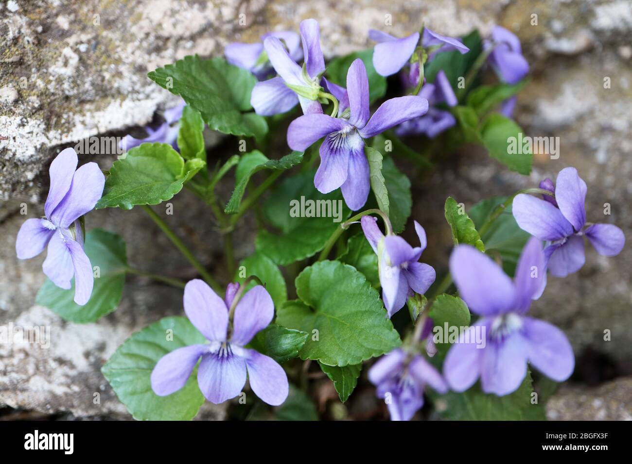 Wild purple violets in the garden,spring violets with delicate petals and green leaves,purple violets with stone wall background,macro,floral photo,ma Stock Photo