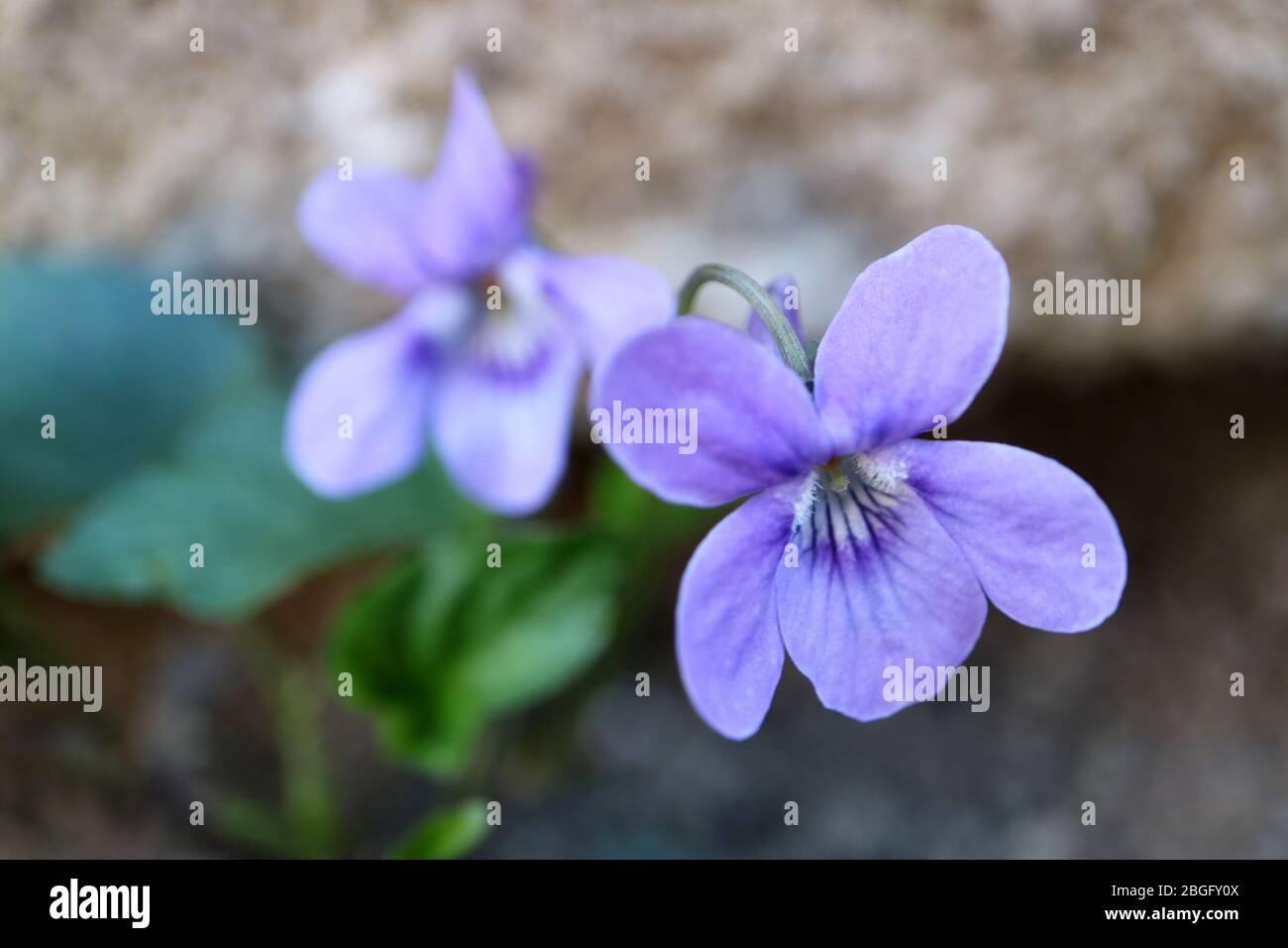 Wild purple violets in the garden,spring violets with delicate petals and green leaves,purple violets with stone wall background,macro,floral photo Stock Photo