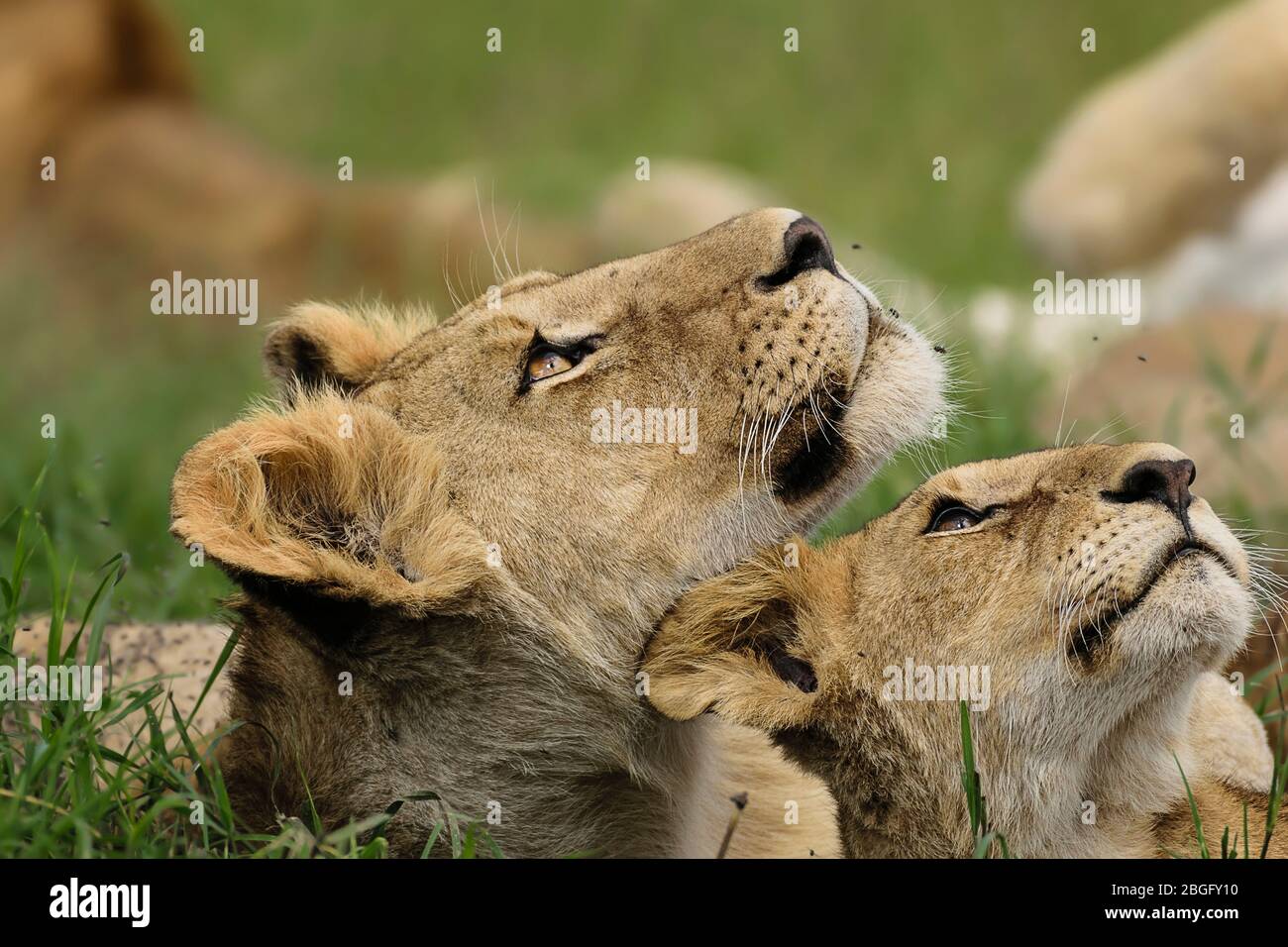 Lions looking up, Maasai Mara, Kenya Stock Photo