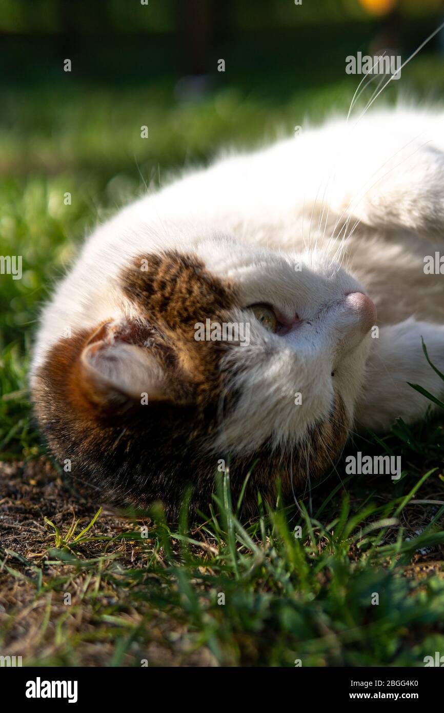 Photo of animals in the garden hi-res stock photography and images - Alamy