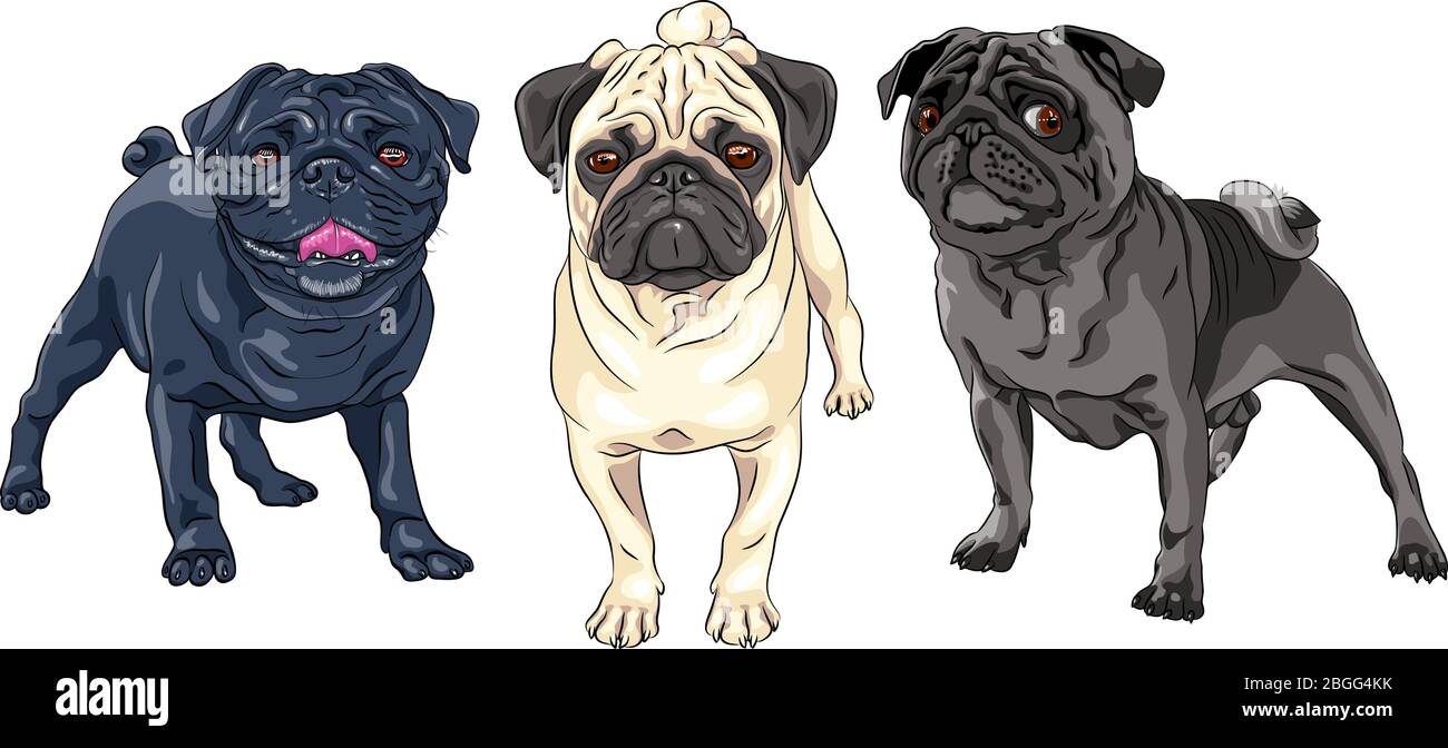 Vector set of cute dogs pug breed black, brown and fawn color Stock Vector