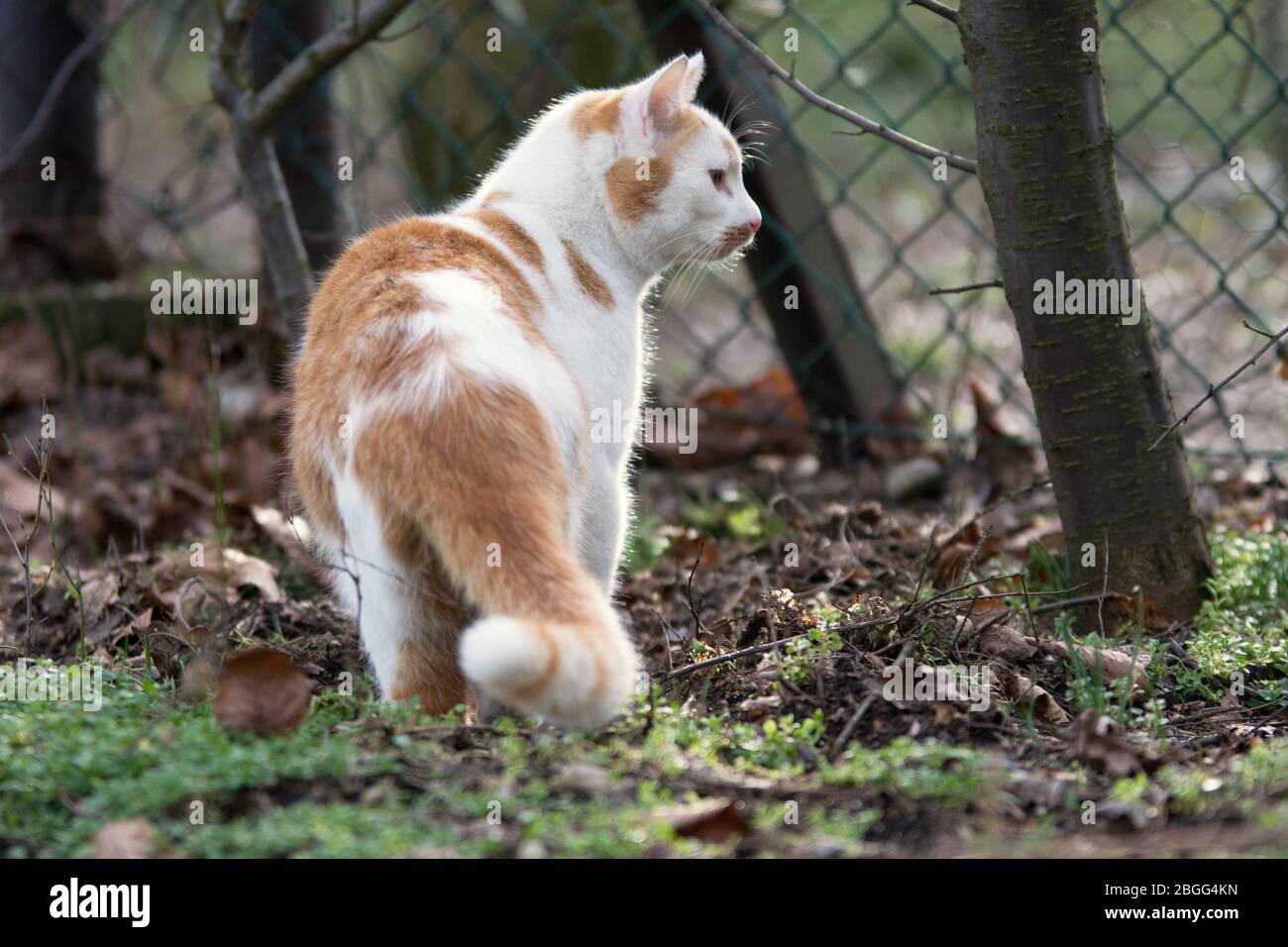 White cat store with ginger patches