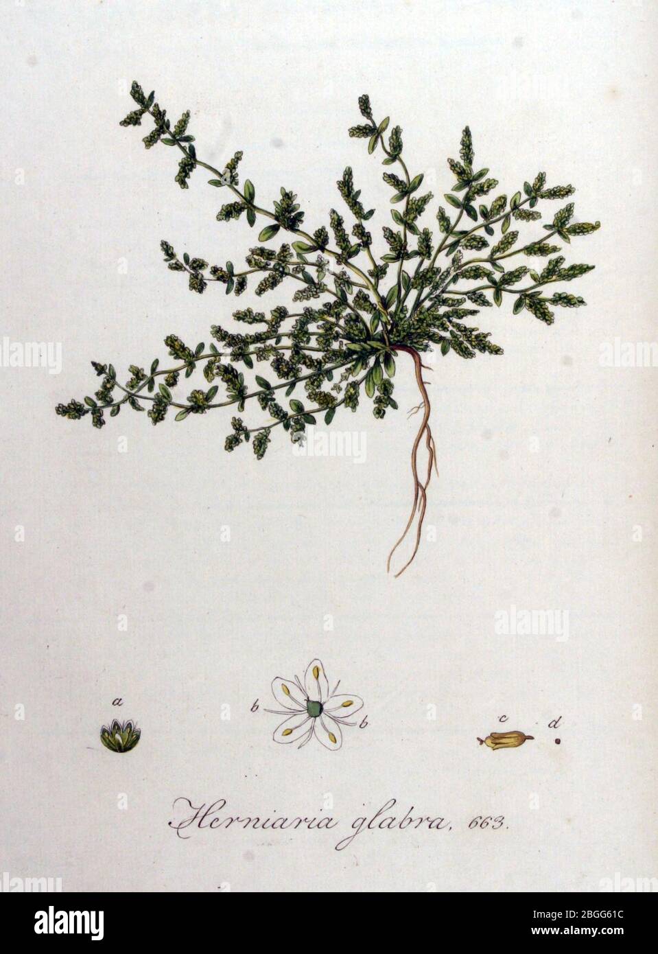 Herniaria glabra — Flora Batava — Volume v9. Stock Photo