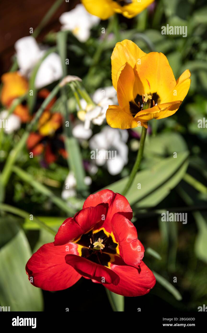 Yellow Emperor  - Tulipa foresteiana is also known as Sun Flower, and the Tulipa greigii - Red Riding Hood because of its  scarlet red colour, grown i Stock Photo