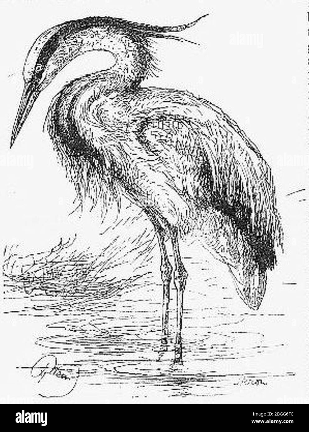 Heron drawing hires stock photography and images Alamy